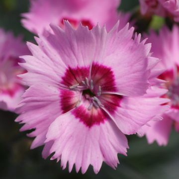 Dianthus Shirley Temple