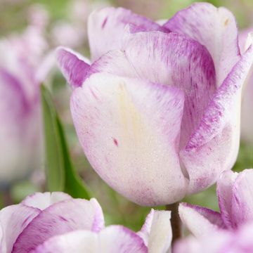 Tulip Shirley - pack of 12