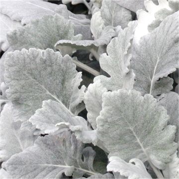 Baby Angels Wings - Senecio cineraria 'Cirrus' - Dusty Miller Plant