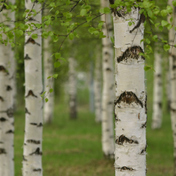 Betula alba pendula - Silver Birch
