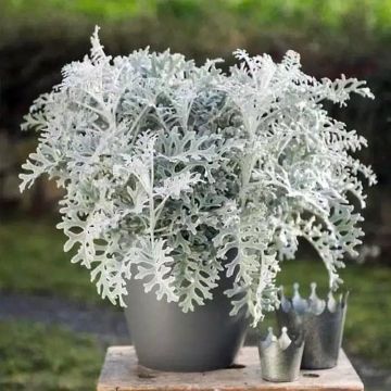 Silver Leaf Dusty Miller Plant - Senecio cineraria 'Silver Dust' 