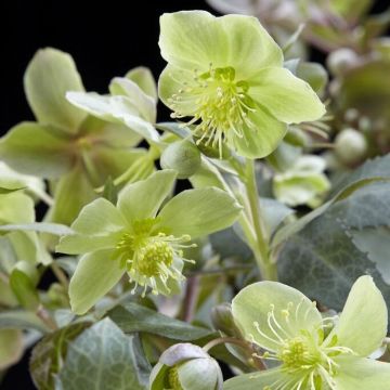 Helleborus sternii Silver Star
