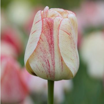 Tulip Silverstream - pack of 12