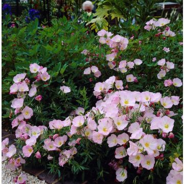 Oenothera speciosa 'Siskiyou' - Pink Evening Primrose