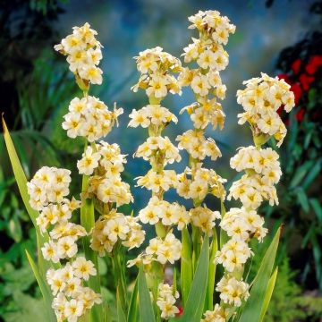 Sisyrinchium Striatum - Pale Yellow-eyed grass