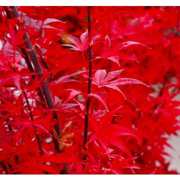 Acer palmatum Skeeters Broom - Japanese Maple