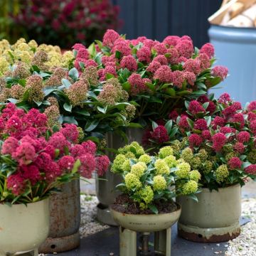 Skimmia japonica Collection - FOUR Different Plants