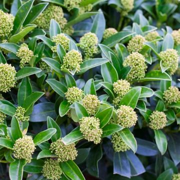 Skimmia japonica Godries Dwarf