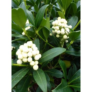 Skimmia Kew White