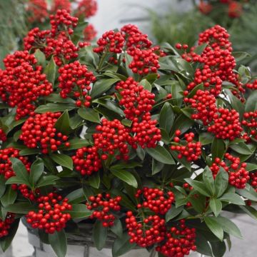 Skimmia japonica 'Pabella' - in Berry