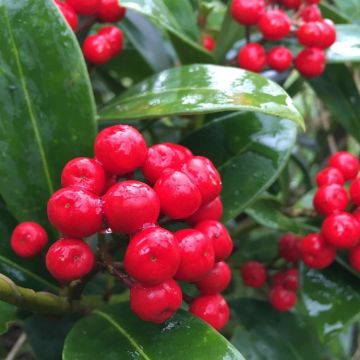 Skimmia japonica Redruth - Large Plant
