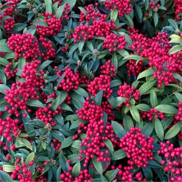 Skimmia japonica Godries Little Ruby