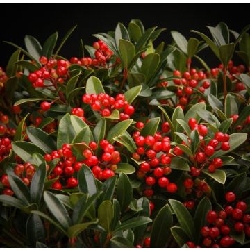 Skimmia japonica Rockyfield Green