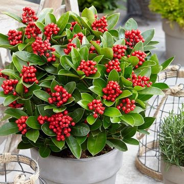 Skimmia japonica Obsession