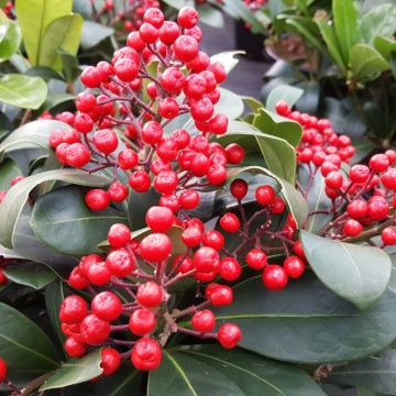 Skimmia japonica Lipstick - Female Japanese Skimmia in Berry