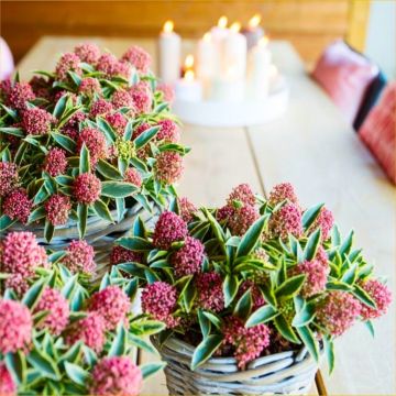 WINTER SALE - Skimmia Magical Mystic Marlot - A Jewel in your Garden - Beautiful Plants