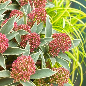 Skimmia MYSTIC Marlot - Variegated Evergreen Skimmia