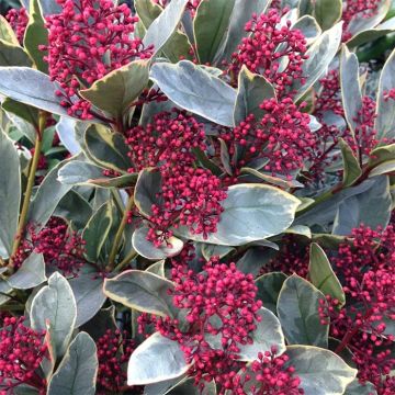 Skimmia japonica Perosa - Variegated Rubella Skimmia