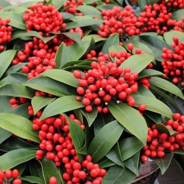 Skimmia japonica Reevesiana