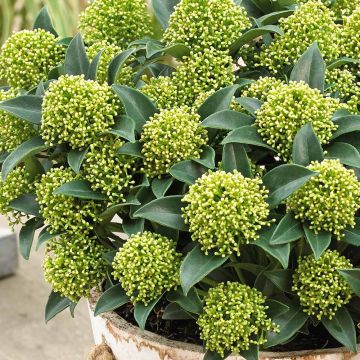 Skimmia japonica Globe White Dwarf