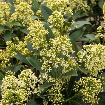 Skimmia japonica Finchy - Evergreen Plants in Bud