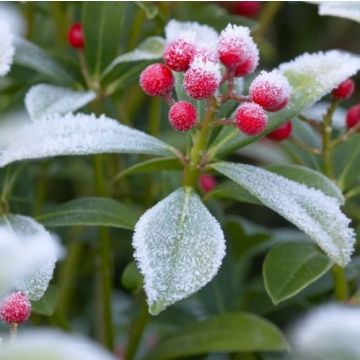 Skimmia japonica Nymans