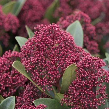 Skimmia japonica Rubella - Young Plant 