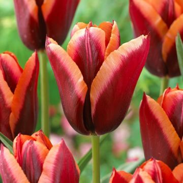 Tulip Slawa - Pack of 12 Bulbs