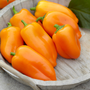 Sweet Pepper Plant - Snack Orange