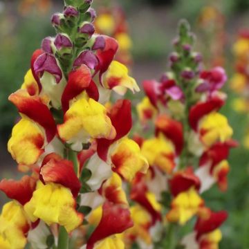 Snapdragon - Antirrhinum majus Rembrandt - In Bud & Bloom
