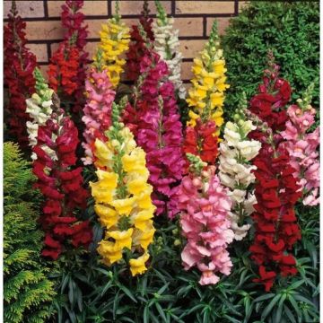 Snapdragon - Antirrhinum majus Grandiflorum Mixture - In Bud & Bloom