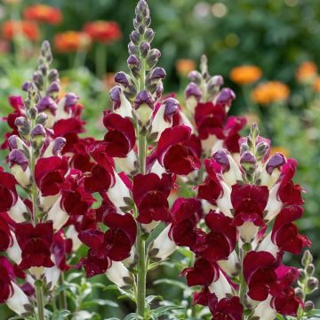 Snapdragon - Antirrhinum majus Night & Day - In Bud & Bloom