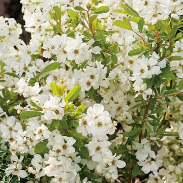 Exochorda Magical Snowdrops - Pearl Bush