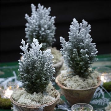 Mini Snow Covered Christmas Fir