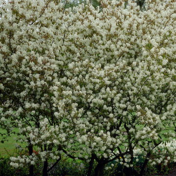Amelanchier laevis 'Snowflakes' - Serviceberry Tree
