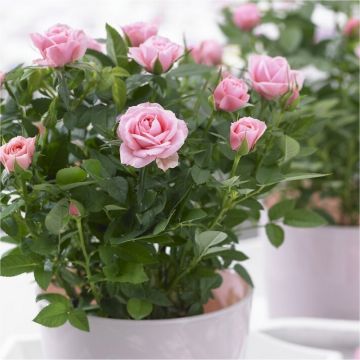 MOTHERS DAY - Pretty Pink Pot Rose in Bud & Bloom