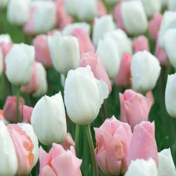 Tulip Fosteriana Soft Secret - Pack of 25 Bulbs