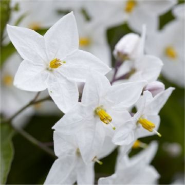 Solanum jasminum Album - Evergreen Climber