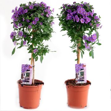 Pair of Beautiful Blue Flowering Patio Solanum rantonnetii Trees in Bud and Bloom