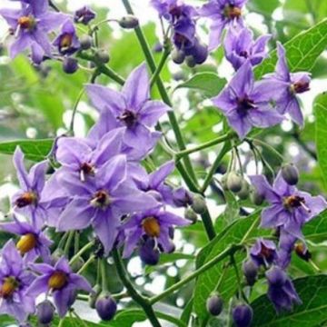 Solanum crispum Glasnevin