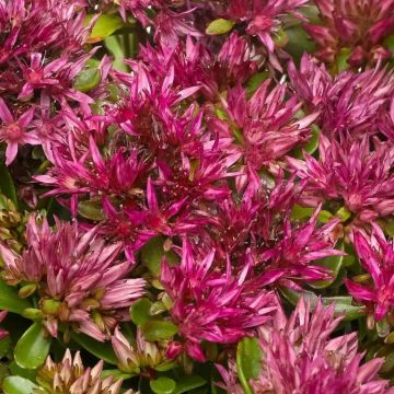 Sedum spurium 'Solarity'