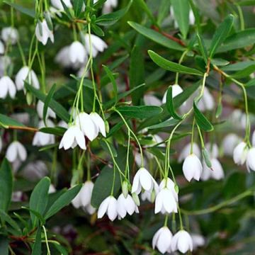 Sollya heterophylla 'White' - Bluebell creeper