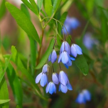 Sollya Heterophylla - Bluebell Creeper