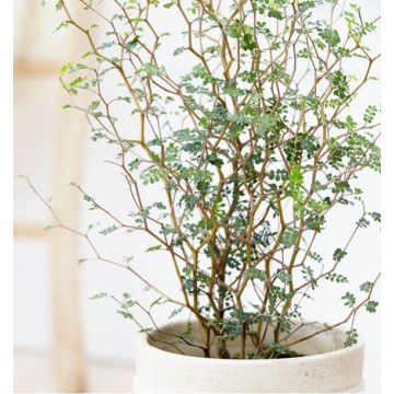 Sophora Little Baby