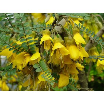 Sophora microphylla 'Sun King'
