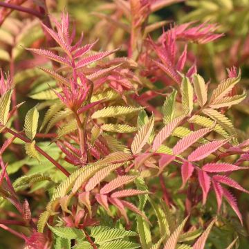 Sorbaria sorbifolia Sem