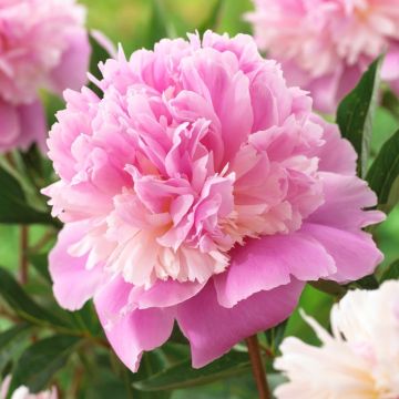 Paeonia lactiflora Sorbet - Large Flowered Herbaceous Peony