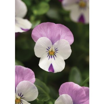 Viola White with Rose Wing 