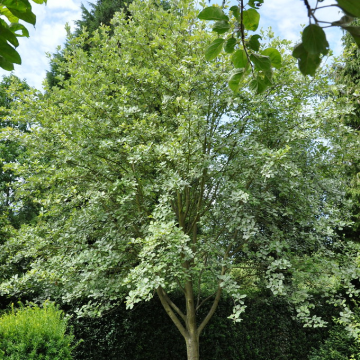 Sorbus aria 'Lutescens' - Whitebeam Tree