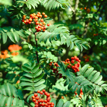 Sorbus aucuparia - Rowan Tree